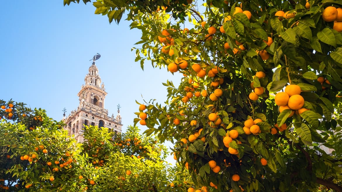 Why study in Spain?