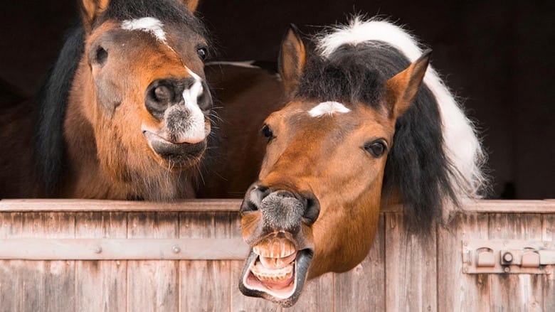 Biology taster: pheromones - the scent of love, or lust?