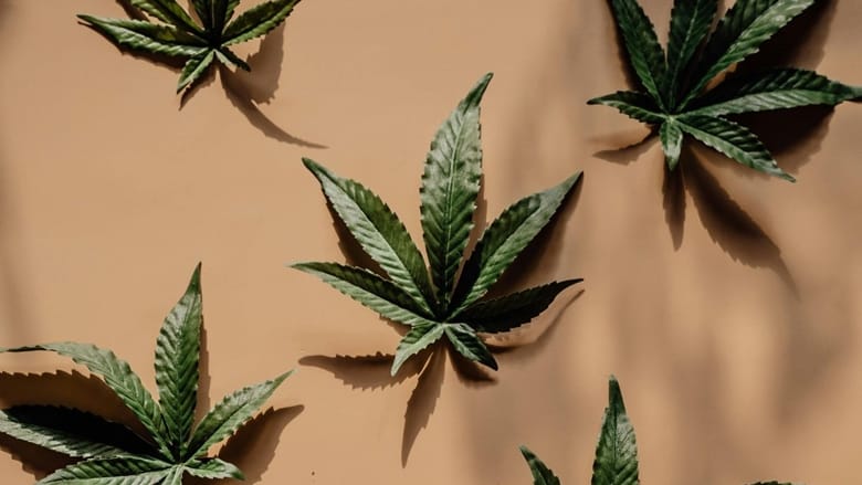 Psychology taster: how does cannabis affect the brain?